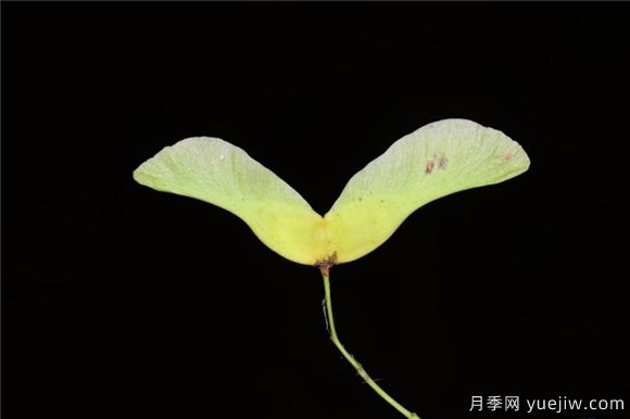 五角楓與元寶楓如何區別？三個(gè)方面輕松分辨(圖6)