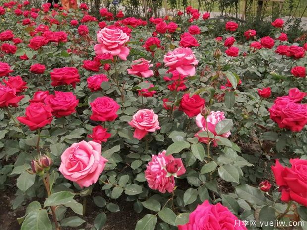 月季開(kāi)花的時(shí)候是否要追肥？一篇講肥料全面(圖1)