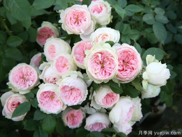 推薦14個(gè)耐雨淋的月季品種，這個(gè)秋季不怕雨(圖1)