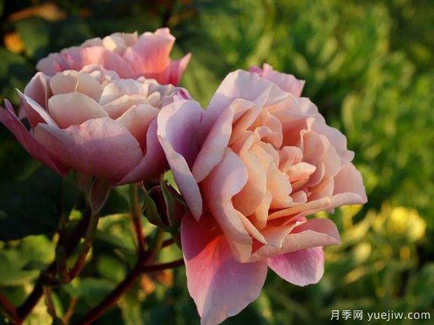 推薦14個(gè)耐雨淋的月季品種，這個(gè)秋季不怕雨(圖6)