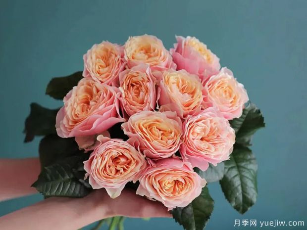 推薦14個(gè)耐雨淋的月季品種，這個(gè)秋季不怕雨(圖8)