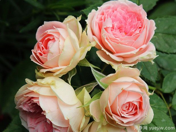 適合陽(yáng)臺栽培的6款灌木月季，爆花抗病易養護(圖2)