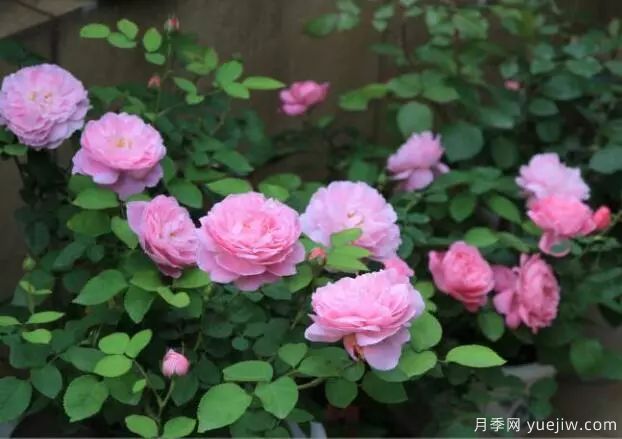 月季花種子播種，月季花養殖方法(圖1)