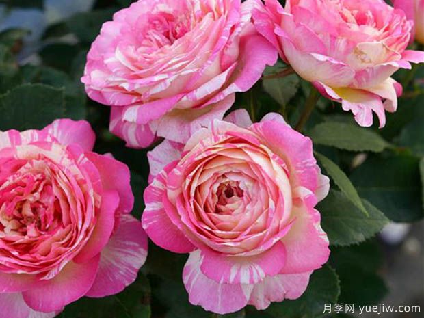 馬克夏加爾月季，又美又香花期長(cháng)的陽(yáng)臺月季(圖1)