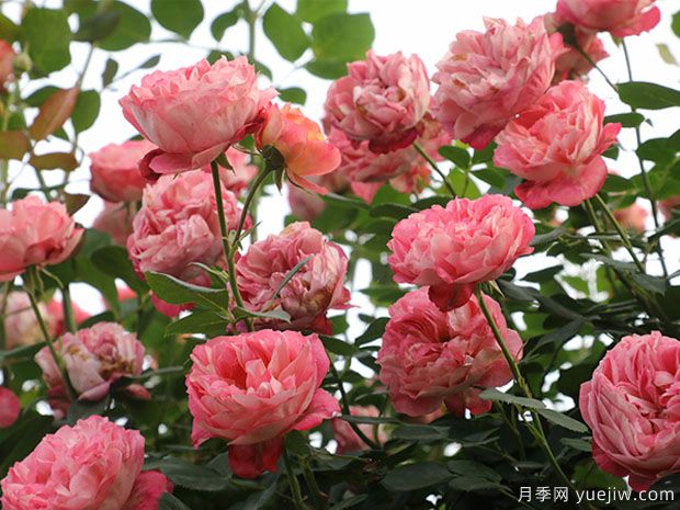 推薦5個(gè)抗病性強的藤本月季品種，新手輕松種植(圖1)