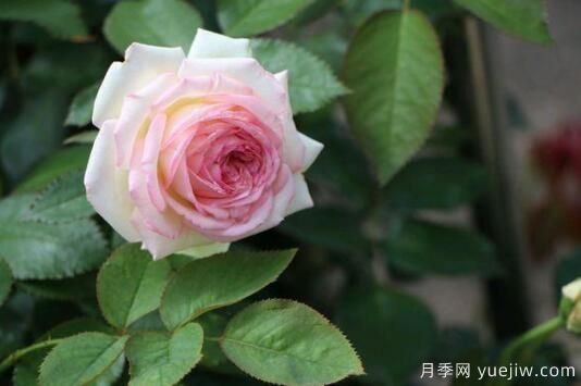 通過(guò)4點(diǎn)做好月季花期護理，你的月季花才能越開(kāi)越好(圖1)