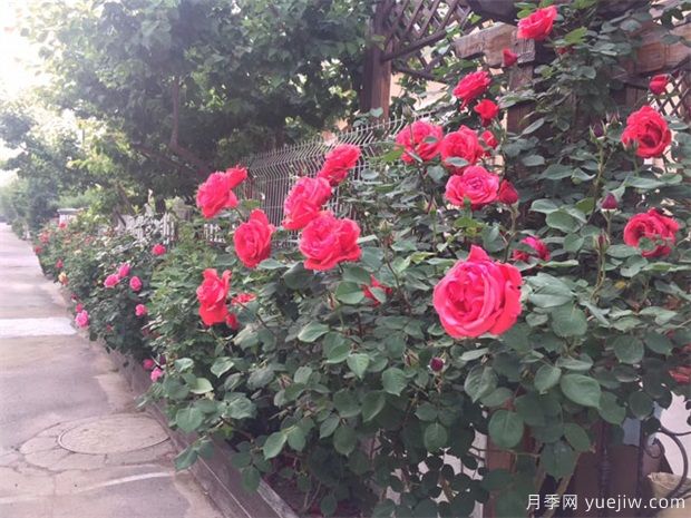 盆栽月季在不同的生長(cháng)期如何澆水看這里(圖1)