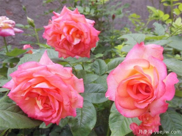 月季花苞期，到底可以不可以施肥(圖1)