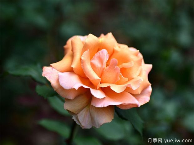 陽(yáng)臺培養月季養的好，需要有方法技巧(圖1)