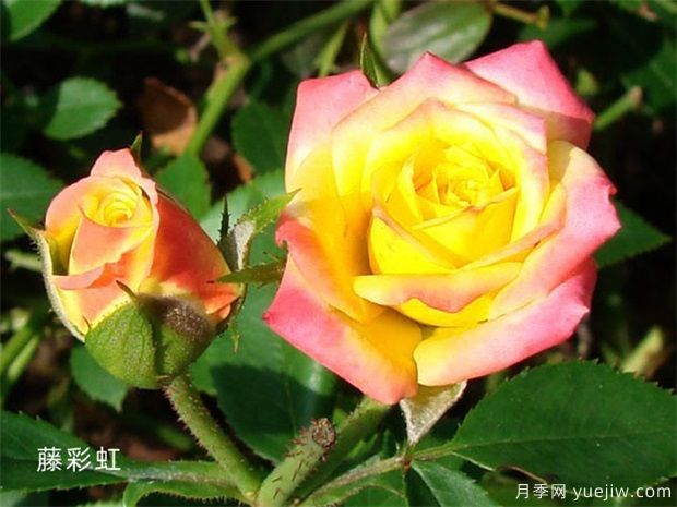 推薦11個(gè)小型藤本月季品種，2米以下適合小空間(圖5)