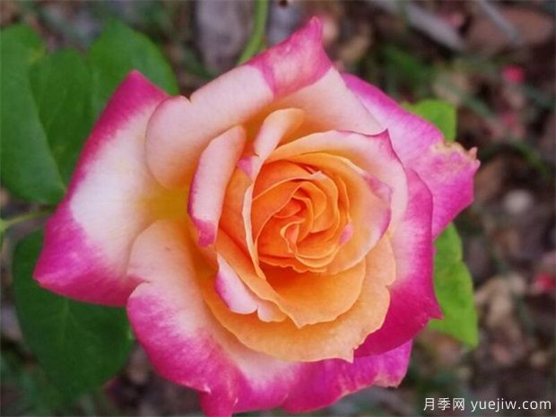 切花月季的繁殖方法有哪些？栽培技術(shù)分享(圖1)