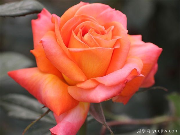 大花月季與豐花月季有什么區別(圖1)
