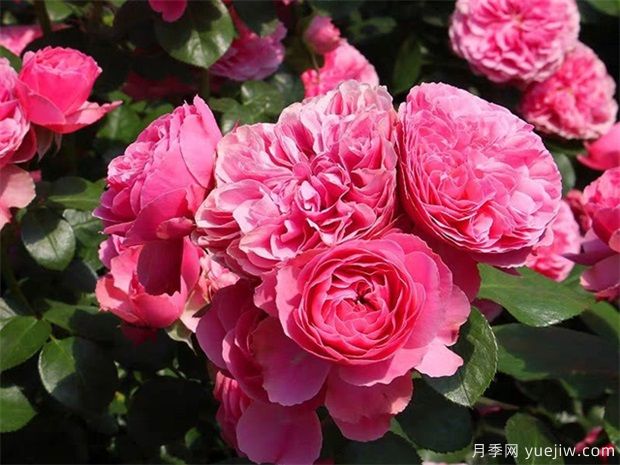 玫粉色的月季品種有哪些？花友必備的10個(gè)月季(圖2)