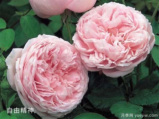 玫粉色的月季品種有哪些？花友必備的10個(gè)月季(圖1)