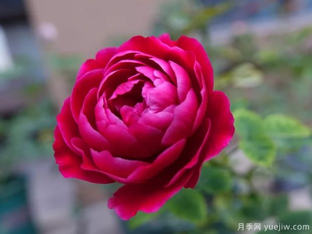 月季花有哪些種類(lèi)？月季花常見(jiàn)的繁殖方法有哪些？(圖1)
