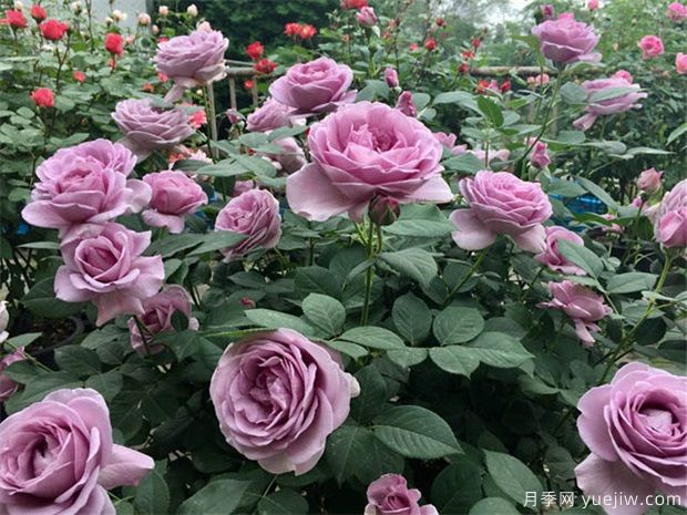 月季出現多芽點(diǎn)的原因？需要抹芽嗎？(圖1)