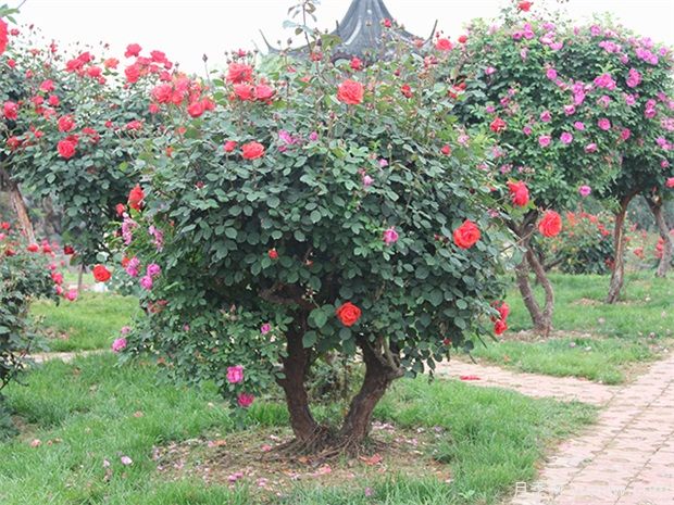 為什么有的苗長(cháng)得壯，有的苗卻長(cháng)得弱？(圖1)