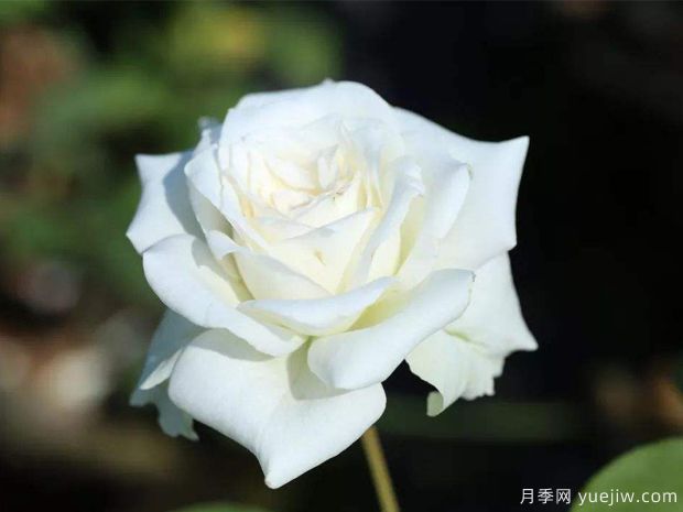 推薦6個(gè)漂亮月季品種，號稱(chēng)全網(wǎng)零差評的完美(圖3)
