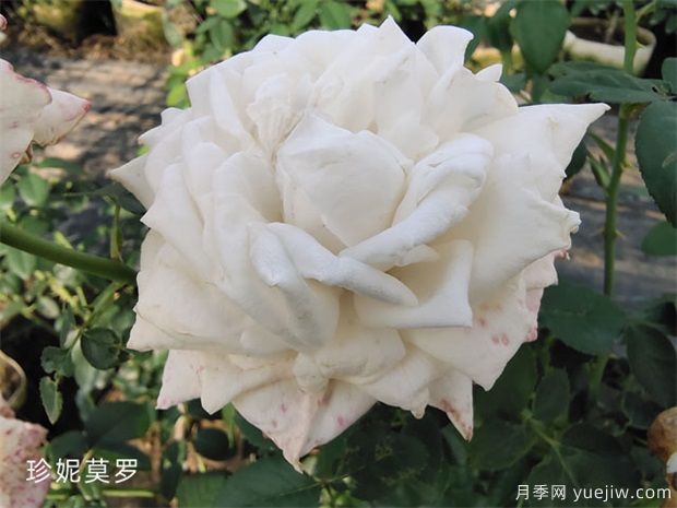 推薦6個(gè)漂亮月季品種，號稱(chēng)全網(wǎng)零差評的完美(圖6)