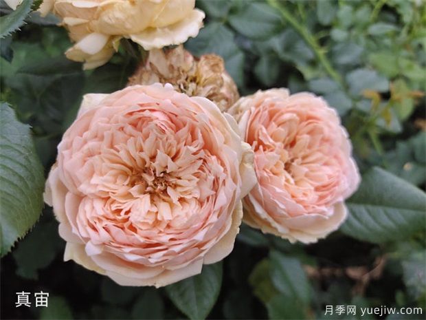 推薦全國花友公認的十大好養好看的月季品種(圖2)