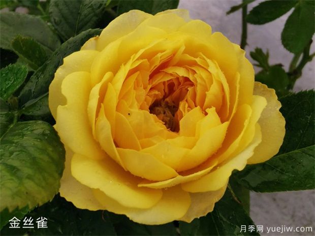 推薦全國花友公認的十大好養好看的月季品種(圖5)