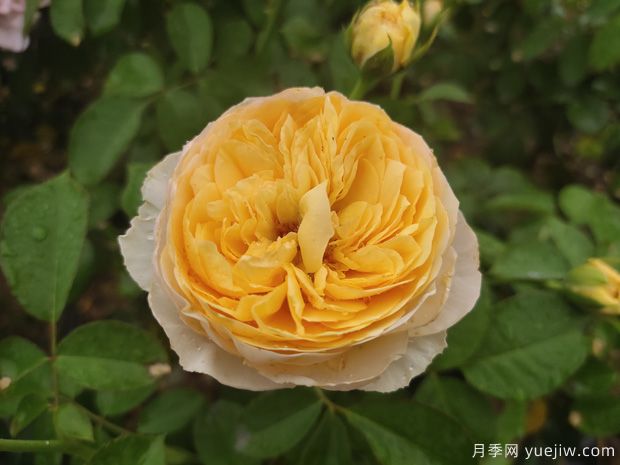 推薦全國花友公認的十大好養好看的月季品種(圖7)