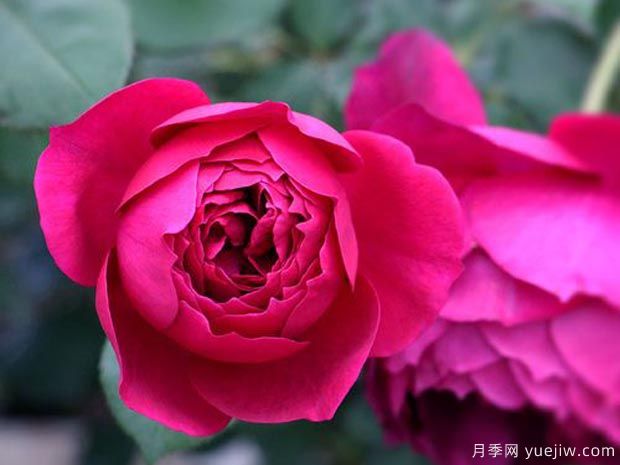 推薦全國花友公認的十大好養好看的月季品種(圖9)
