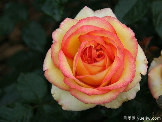 為什么很多人投資農業(yè)林業(yè)失??？需要具備這三種能力(圖1)