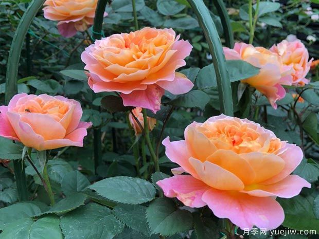 推薦8種藤本月季，抗病性強好養好看愛(ài)開(kāi)花(圖6)