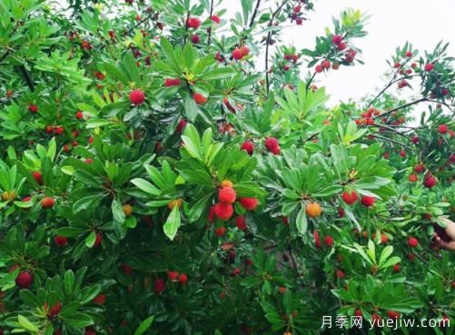 楊梅什么品種比較好？楊梅樹(shù)育苗方法(圖1)
