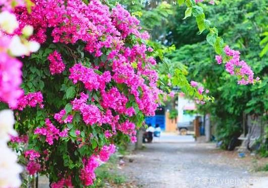 三角梅是哪里的市花？三角梅市花的意義(圖1)