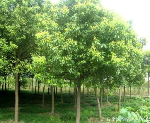 香樟葉子老發(fā)黃，緩解黃化的具體措施(圖1)