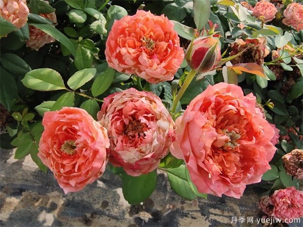 月季花葉出現燒焦的原因(圖1)