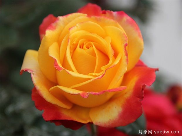 月季花如何保鮮？月季花的保存方法有哪些？(圖1)