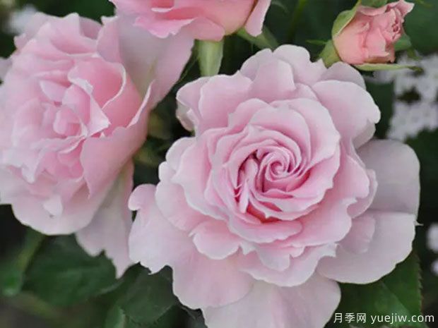 新娘月季的優(yōu)缺點(diǎn)是什么？(圖1)