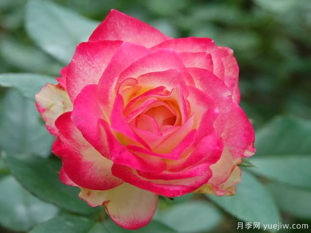 推薦10款復色月季花，一花多色，漂亮極了(圖1)
