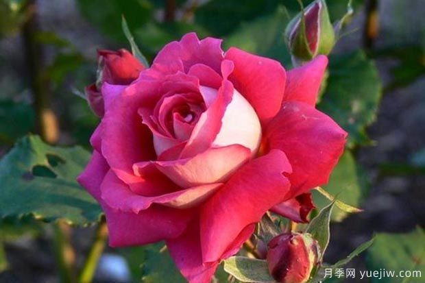 推薦5種紅色月季花，紅紅火火就選這幾個(gè)品種(圖3)