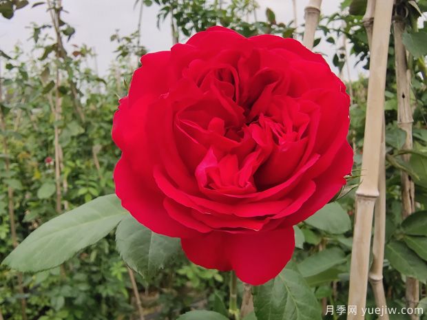 推薦5種紅色月季花，紅紅火火就選這幾個(gè)品種(圖1)