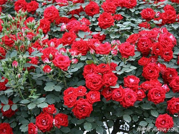 推薦5種紅色月季花，紅紅火火就選這幾個(gè)品種(圖2)
