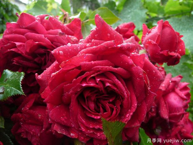 蒂娜VS紅龍VS玫瑰國度的天使，3款紅色藤本月季推薦(圖3)
