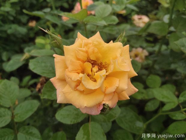 月季花不僅觀(guān)賞價(jià)值高，還有一定的醫學(xué)價(jià)值(圖1)