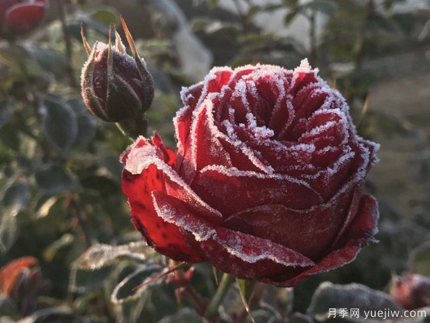 冬季月季花怎么養？月季花春天如何才能開(kāi)爆花？(圖1)