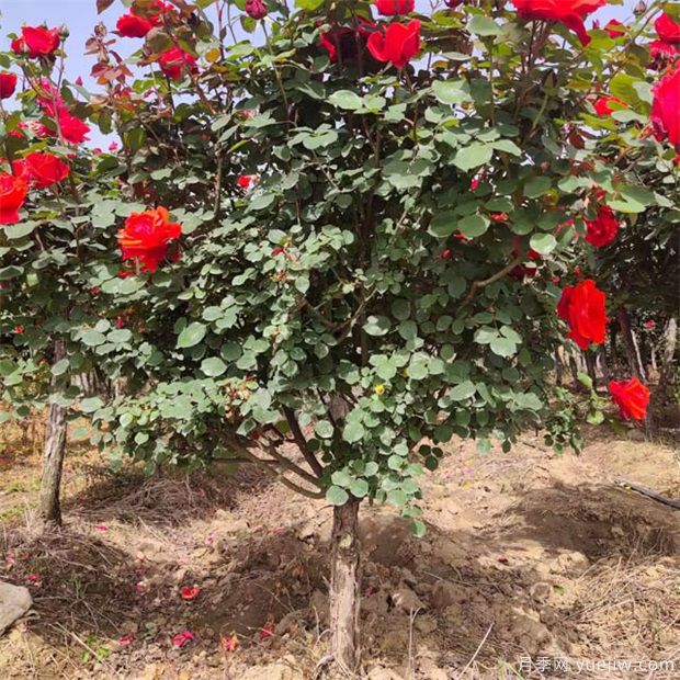 月季花該如何修剪？一定要小心仔細(圖1)