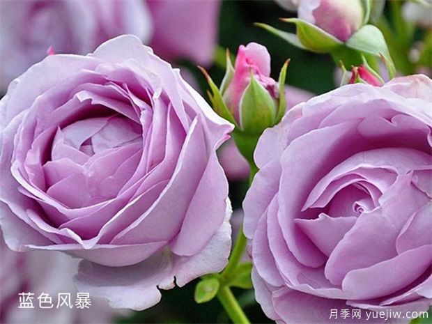 25個(gè)藍紫色月季品種大合集，天然藍紫美到心里(圖1)