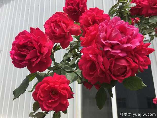 十大爬藤月季品種排名，工程和庭院的必備選擇(圖4)