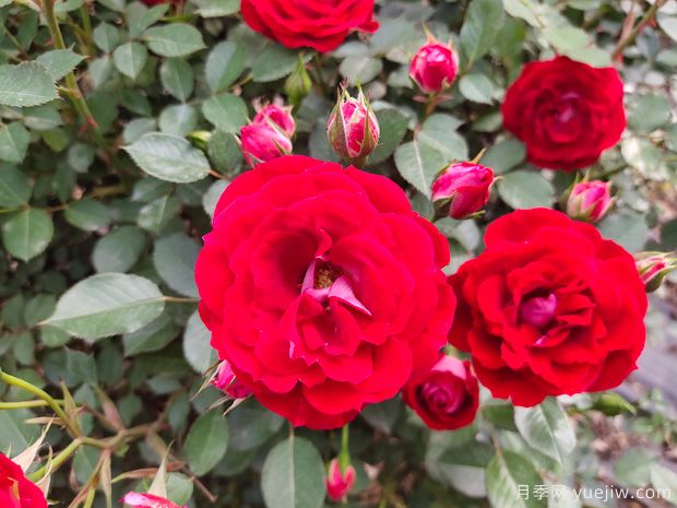 推薦必種的6種藤本月季，花量大長(cháng)勢快，打造花墻超漂亮(圖1)