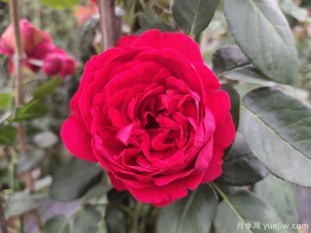 推薦10個(gè)花期***長(cháng)的藤本月季品種(圖1)