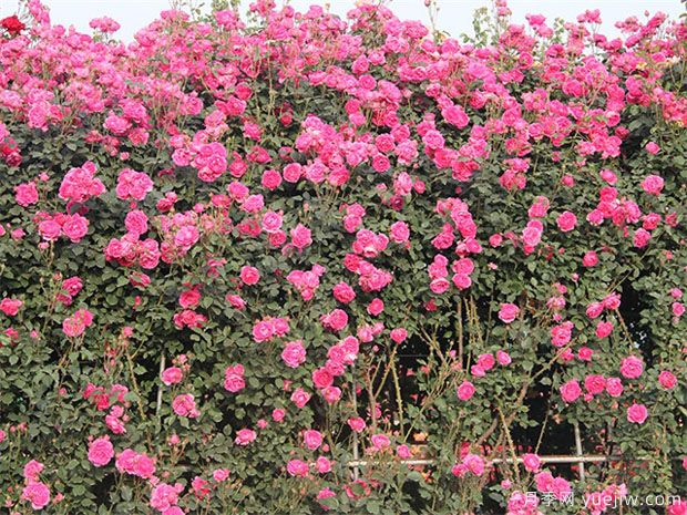 推薦10個(gè)花期***長(cháng)的藤本月季品種(圖3)