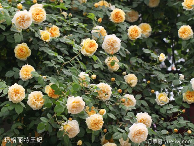 推薦10個(gè)花期***長(cháng)的藤本月季品種(圖6)