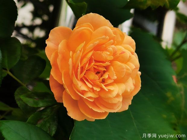 推薦10個(gè)花期***長(cháng)的藤本月季品種(圖7)